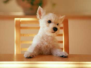 Me trae la carta porfavor....
